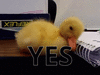 duck-yes.gif