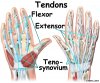wrist_anatomy_tendons01.jpg