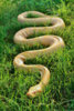 yellow-python-grass-writhing-62759113.jpg