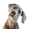 puzzled dog.jpg