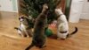 Cats Christmas tree 2020.jpg