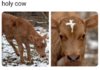 Holy Cow.JPG