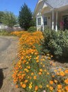 IMG_4529.jpeg