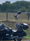 IMG_4967.jpeg