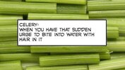 Celery.jpg Celery.jpg