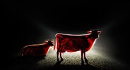 mercedes-benz-intelligent-light-system-more-visibility-cow.jpg