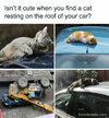 Catroof.jpg