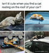 Catroof.jpg