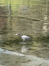 IMG_9566.jpeg