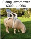 Riding lawn mower.jpg