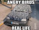 irl-angry-birds.jpg
