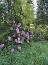 IMG_9591.jpeg