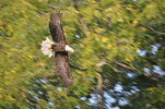 eagle.jpeg