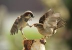 When a male bird cant stand it any more.jpg