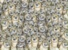 owlcat1.jpg