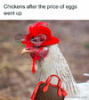 Chick2.jpg
