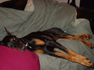 dogcouch.jpg