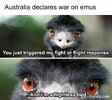 Emu.jpg