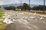 Cockatoo.JPG