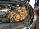 5f7c1506d7b51-crazy-car-repair-stories-coverimage.jpg
