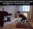 Dog and sprinkler.jpg Dog and sprinkler.jpg
