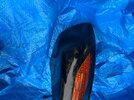 IMG_4494.jpeg