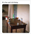 cats day.png
