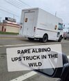 albino.jpeg