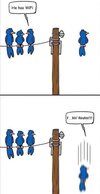bird_wifi.jpg
