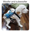 dogs42.png