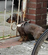 dog_stop.png dog_stop.png
