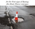 At the first sign of Spring, the State flower emerges.jpg