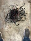 IMG_0385.jpeg