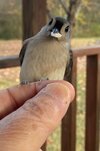 IMG_1001.jpeg