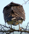 Owl - Lookng Younger View.png
