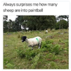 sheep_paintball.png