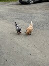 IMG_0996.jpeg