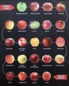Apples.webp