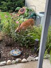 IMG_1997.jpeg