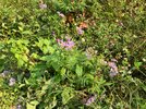 IMG_2525.jpeg