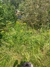 IMG_2531.jpeg