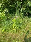 IMG_2532.jpeg