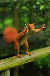 squirrel surprise.jpg