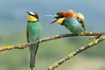 Two Birds.png