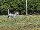 Zebra 2.jpg Zebra 2.jpg