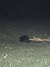 IMG_1214.jpeg