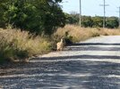 Deer 2.jpg