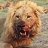 Chase the Lion