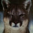 WSU Cougar