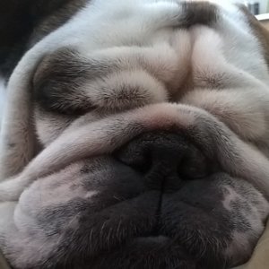Lilly sleep.jpg